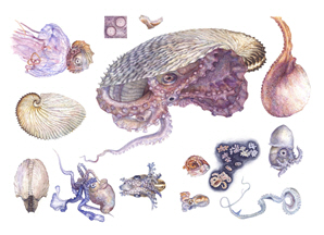 장재희작 조개낙지 성인부 최우수상