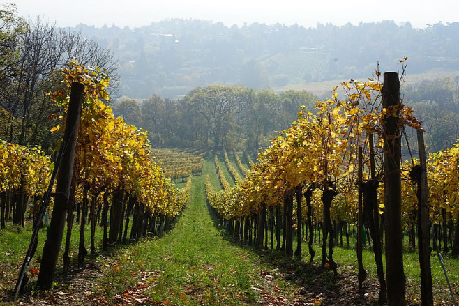 autumn-vineyard-wine-nature-vine-landscape