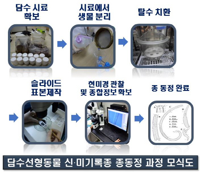 담수선형동물 신·미기록종 종동정 과정 모식도