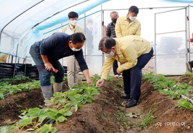 20211026-박일호 밀양시장, 딸기 생육불량 피해 농가 방문