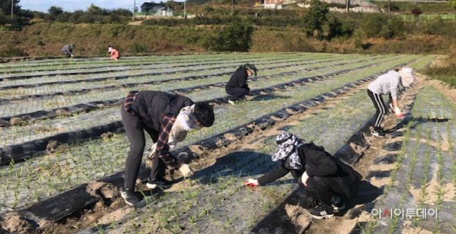 창녕군 가을철 농번기 농촌일손돕기 총력(3)