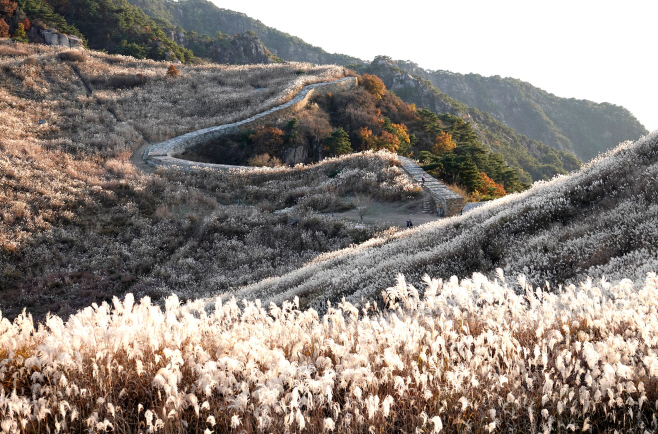 화왕산 억새 절정 이뤄(1)