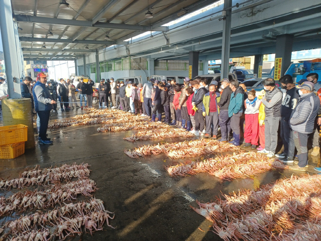 1-2_사진자료_수산물의 제왕 영덕대게, 2일 첫 위판 개시