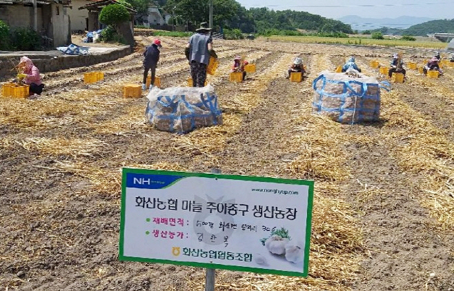 영천시 화산농협 마늘 주아종구 생산농장 사진(3)