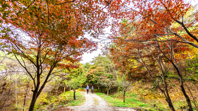 서산 팔봉산, 가을 단풍 절정