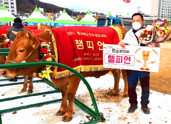 경북 한우경진대회 최고상 챔피언상 등 수상 (1)