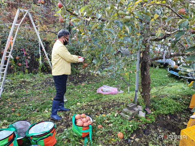 20211117-산내면 가을철 농촌일손돕기 (1)