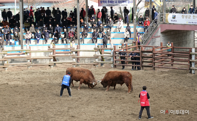 사본 -제22회 창녕 상설 민속소싸움대회 열려(3)