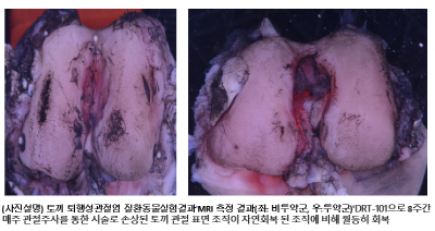 질환동물실험결과 MRI측정_이미지