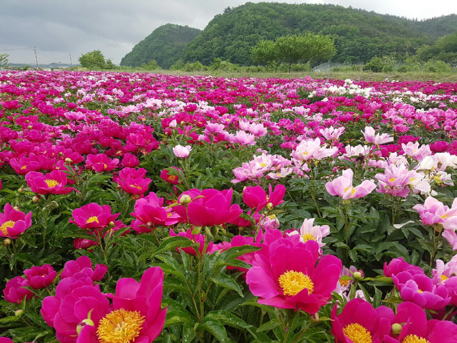 영천시) 작약꽃축제 거리두기 행사 현장 사진
