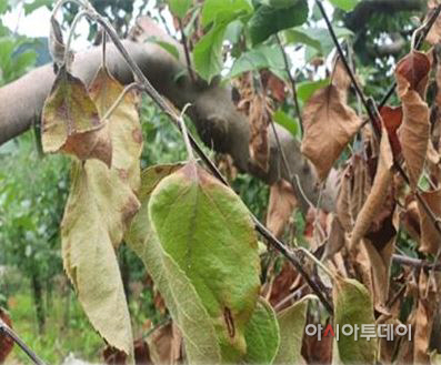 예산군농업기술센터, 과수화상병 사전방제 약제 신청하세요!