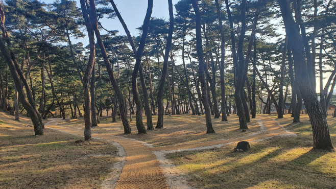 영주 2-소수서원 명품 둘레길(소나무숲)