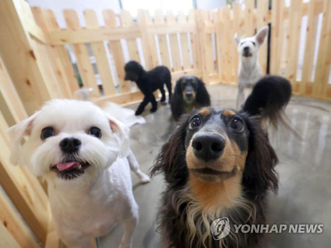 반려견 연합사진