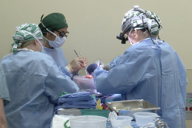 '유전자 조작' 돼지 신장 뇌사자 이식하는 미 앨라배마대 의료진