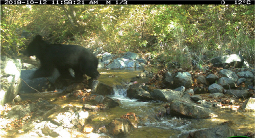 비무장지대 내 반달가슴곰 출현지역 및 사진