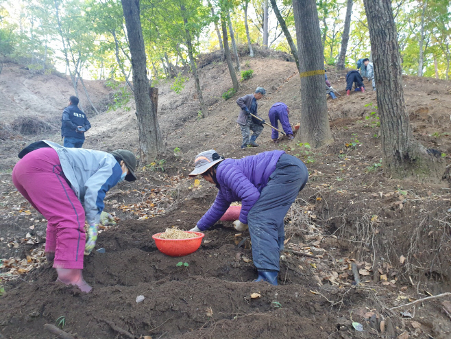 산양삼 재배단지 파종 사진(1)