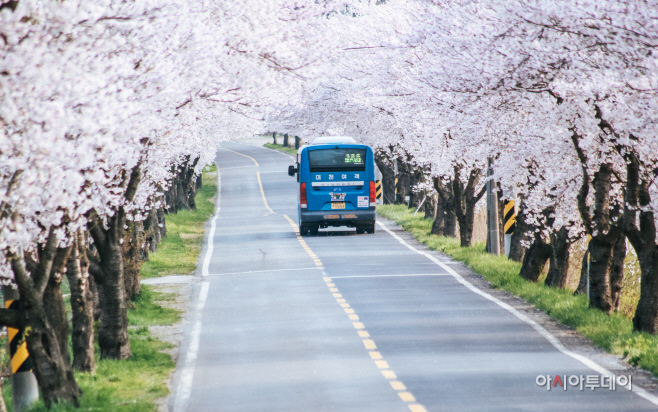 2. 주산 벚꽃길
