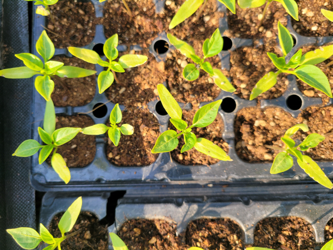 (3-2)총채벌레의_의한_신초_피해_사진