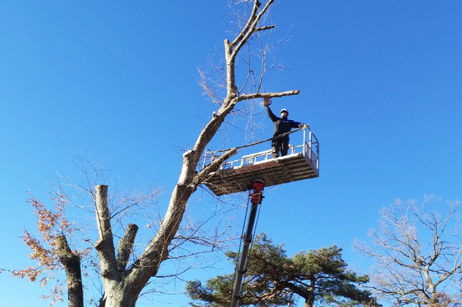 청송군, 생활권 주변 재해위험목 정비 나서) (1)