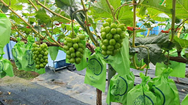 영천시) 별빛 샤인머스켓 사진