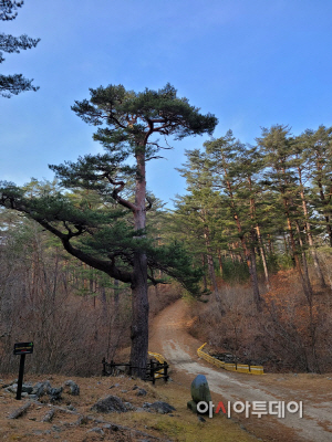 금강송