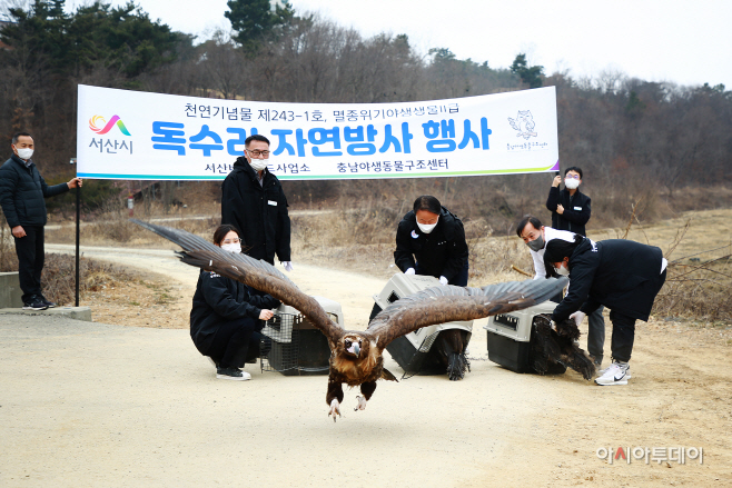 서산천수만에서 천연기념물 독수리 ‘훨훨’