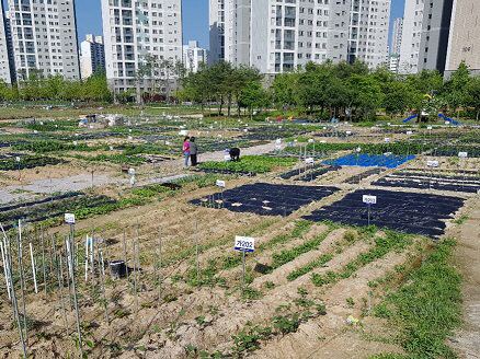 지난해 운영한 관저 텃밭 사진