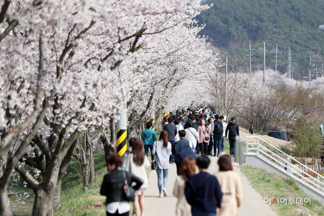 서산 해미벚꽃축제 3년 연속 취소