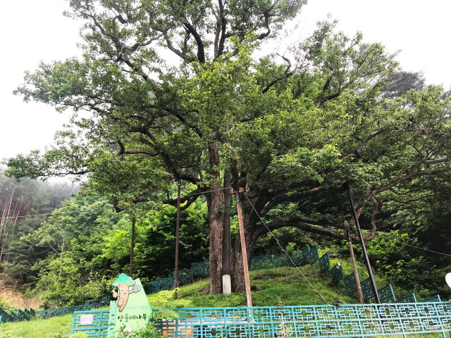 (11)울진_쌍전리_산돌배나무