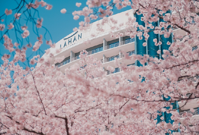 [사진1] 벚꽃 명소로 유명한 라한셀렉트 경주