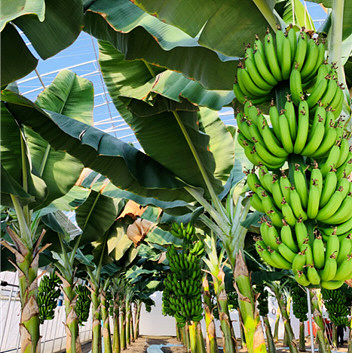 세대단축 시험재배 바나나