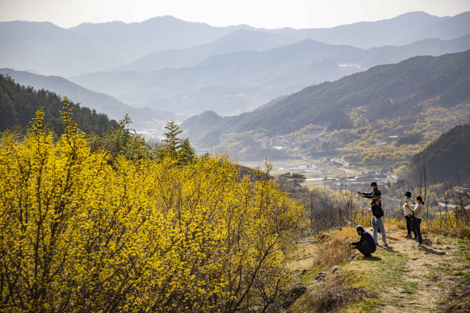 구례 산수유꽃 개화상황 (1)