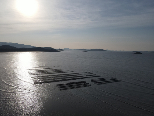 신안 개체굴양식장