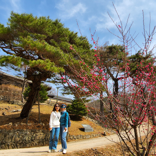 0320 봉정사 찾은 관광객 (3)