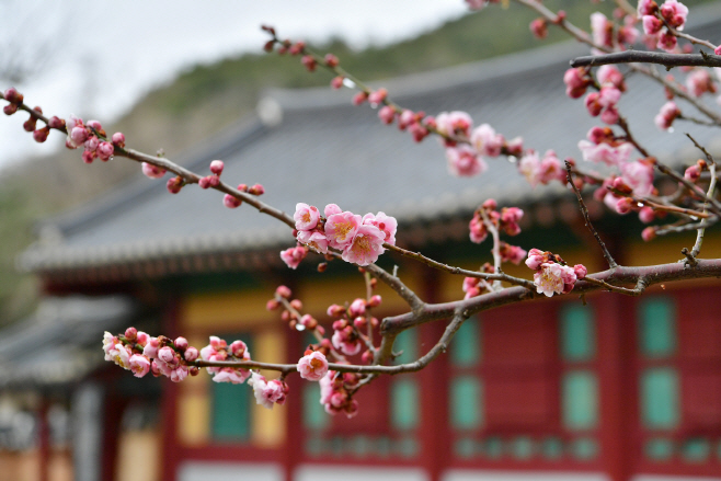 장성 필암서원 매화 (2)