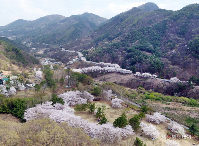 20220322-밀양 비대면 벚꽃 명소 5선 추천(8)
