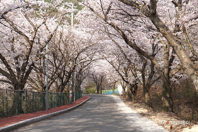20220322-밀양 비대면 벚꽃 명소 5선 추천(10)