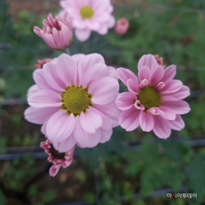 충남 국화 ‘보라미·예스홀릭’ 온라인서 인기