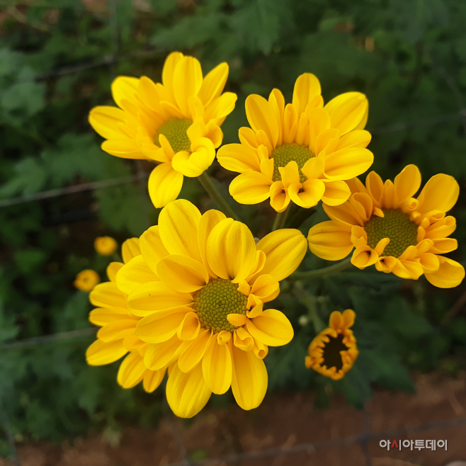 충남 국화 ‘보라미·예스홀릭’ 온라인서 인기