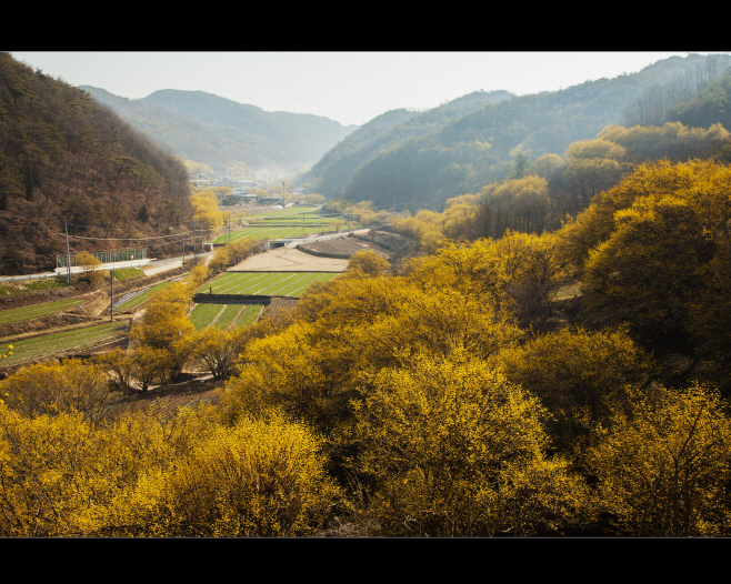 01의성군제공 산수유마을 사진 (1)
