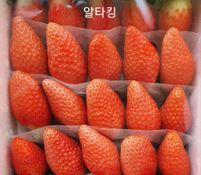 (1-1)알타킹사진