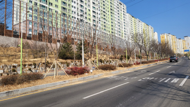 경산시- 경산시, 특색 가로수길 조성(느티나무)1