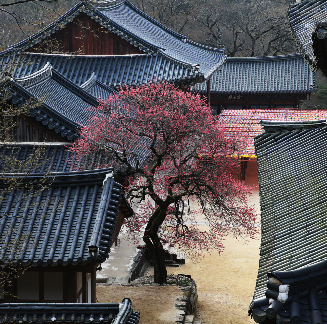 화엄사 홍매화 (2)