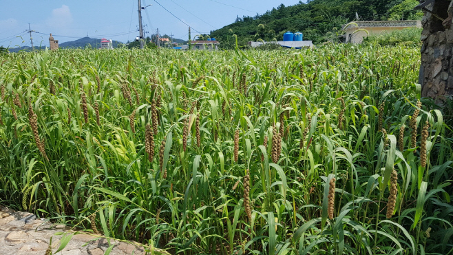 신안 철새먹이