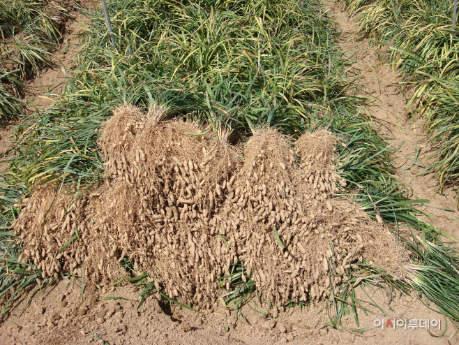 충남 맥문동 신초 발생 전에 수확하세요.