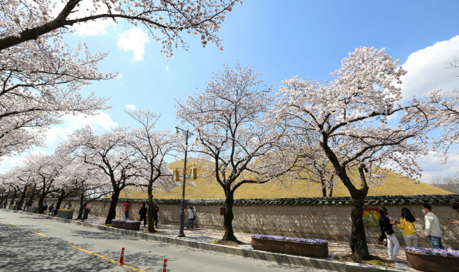 경주 벚꽃명소 벚꽃 절정, 상춘객 발길 이어져 (대릉원 돌담길)