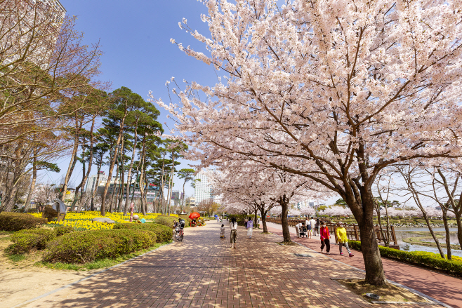 서산중앙호수공원 벚꽃 ‘만개’