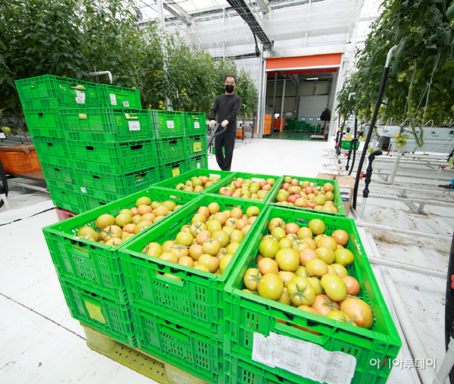 태안군 스마트팜, 토마토 첫 수확 ‘결실’