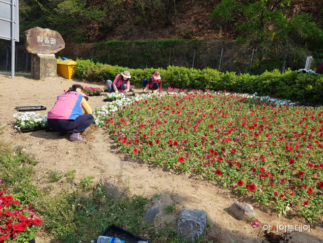 20220419-산내면 수국 및 페츄니아 식재 (1)