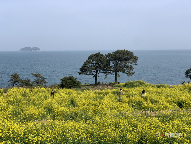 거제학동유채꽃밭